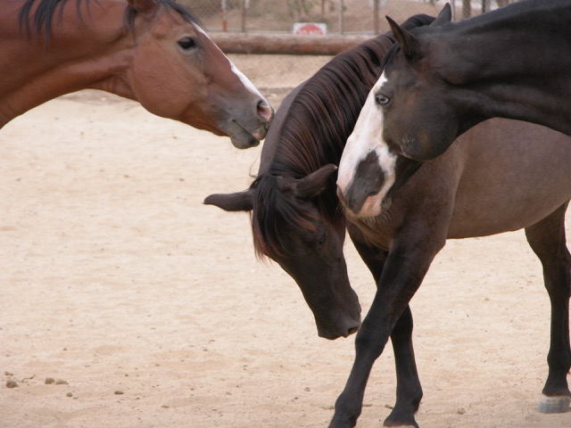 Horses