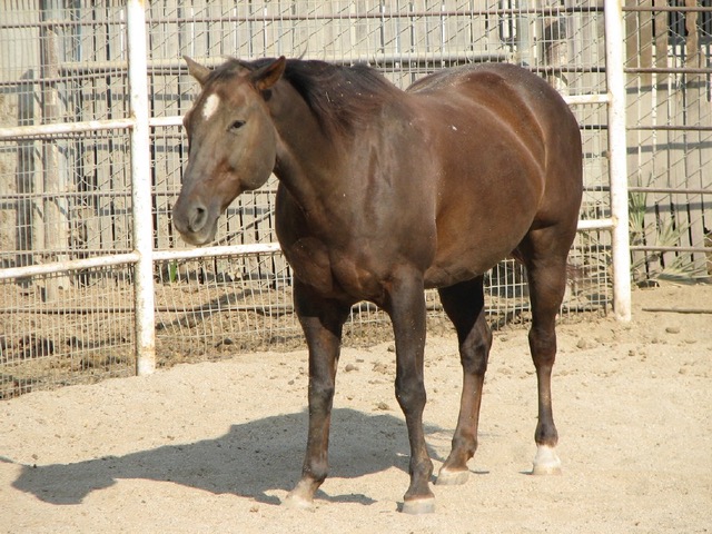 Horse