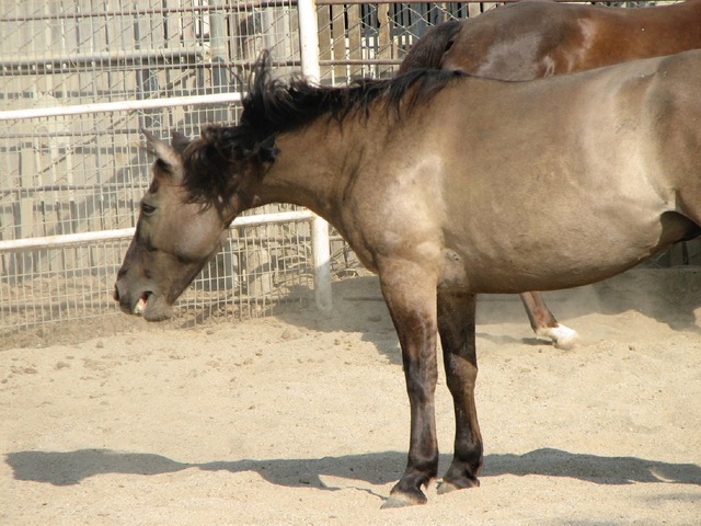 Horse